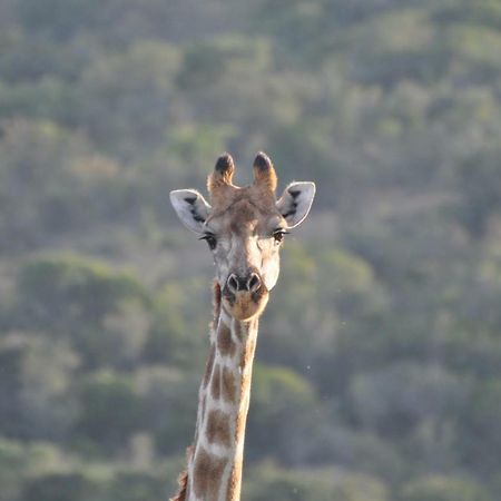 Addo Elephant Lodge & Safaris Kirkwood Exterior foto