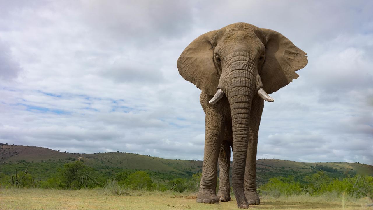 Addo Elephant Lodge & Safaris Kirkwood Exterior foto